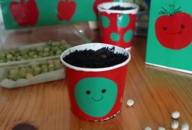 peas sown in recycled containers