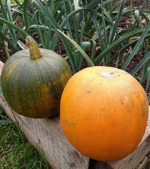 pumkin