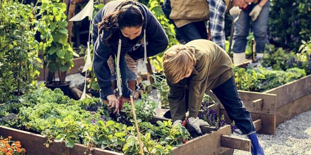 2 people growing veg in raised bed