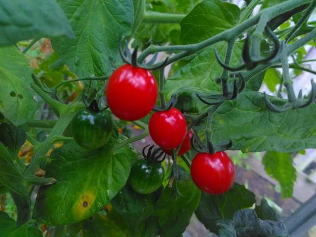 ripe tomatoes