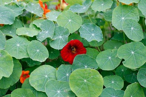 nasturtium