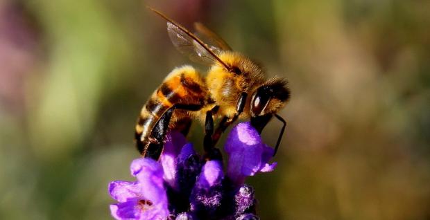 bee on lavender