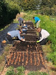 group planting onions