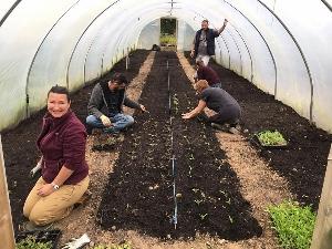 volunteers planting in polytunnel