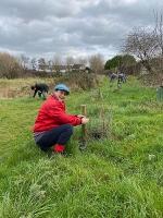 volunteer adding tree guard