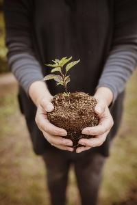 hands holding tomato plant