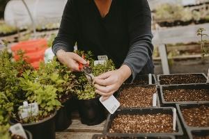 gardener trimming small potted shrubs