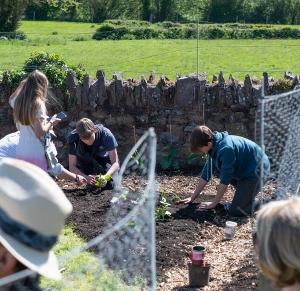 teenagers planting out plants in the ground