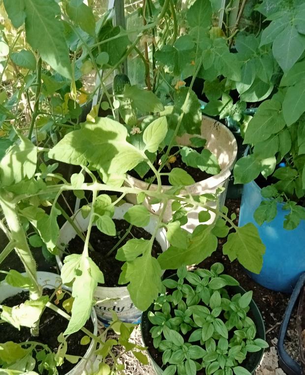 Crops growing in containers