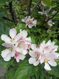 apple blossom in community orchard