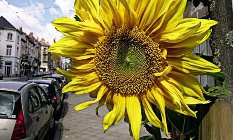 sunflower on town street