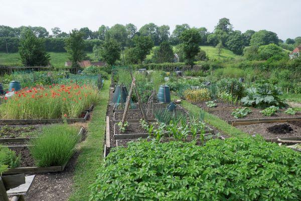 Somerset Pilton community allotment site summer