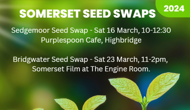 somerset seed swaps 2024 flyer with seedlings