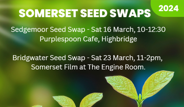 somerset seed swaps 2024 flyer with seedlings 