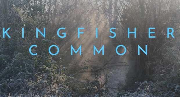Kingfisher Common misty morning over stream