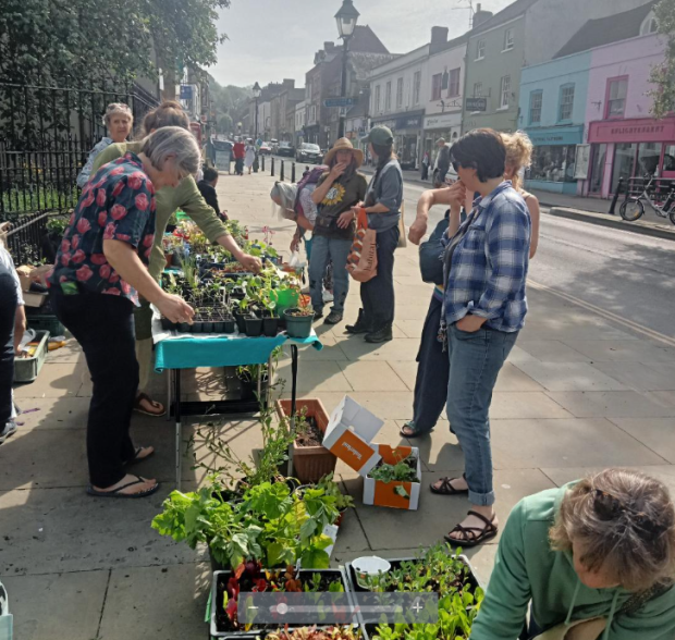 Community plant swap - plants on table and people looking at them