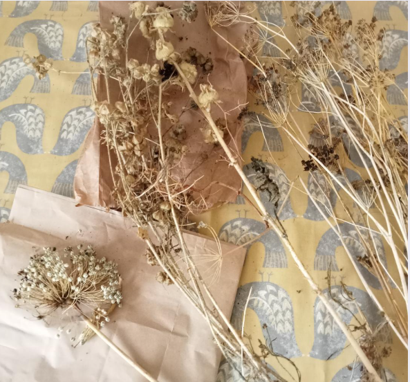 photo of a dry selection of seed stalks