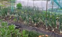 Allotment with fresh vegetables being grown