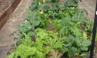 Veg in polytunnel