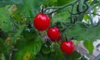 ripe tomatoes