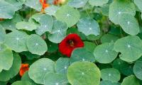 nasturtium