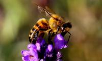 bee on lavender