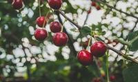 cherries on branch