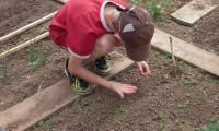 boy sowing seeds