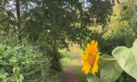 sunflower near woods