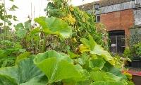 squash plant growing in foreground red brick building in background