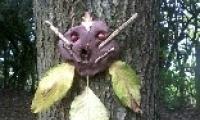 handmade clay face stuck to tree bark