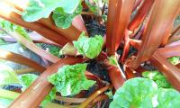 rhubarb crown