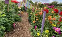 Skool Beanz allotment colourful dahlias and garlands