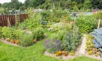 Wanstrow community allotment group site