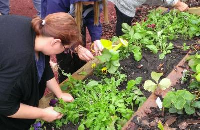 Maintaining a raised plant bed