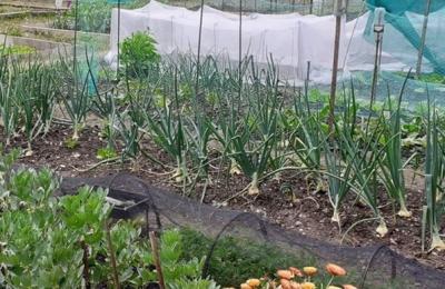 Allotment with fresh vegetables being grown