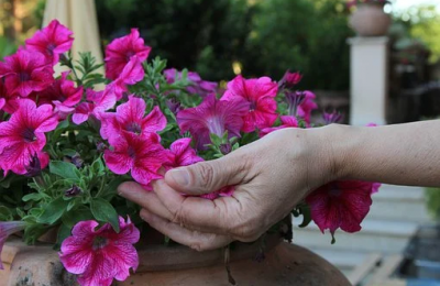 hand touching flowers