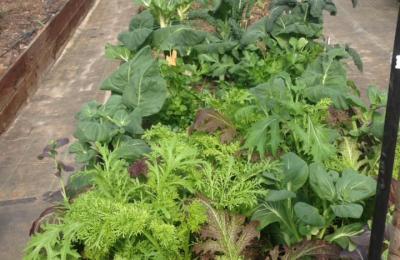 Veg in polytunnel