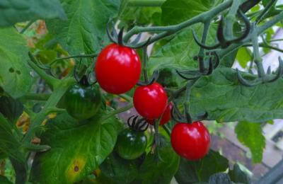 ripe tomatoes