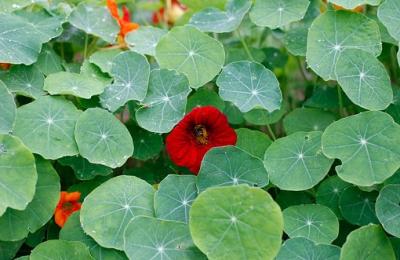 nasturtium