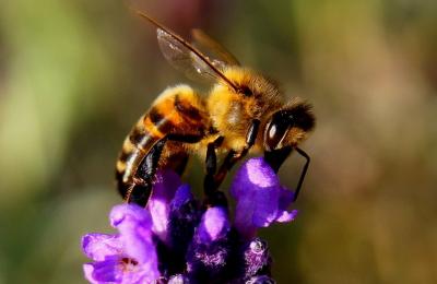 bee on lavender