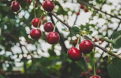 cherries on branch