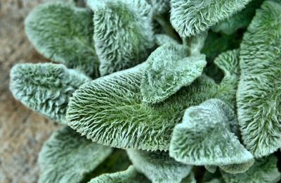 lambs ear leaves