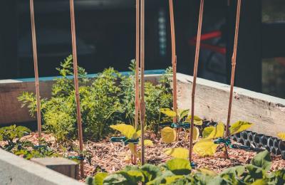 Raised bed