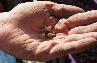 hand holding seeds