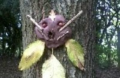 handmade clay face stuck to tree bark