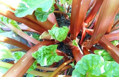 rhubarb crown