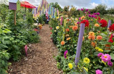 Skool Beanz allotment colourful dahlias and garlands