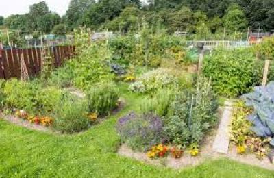 Wanstrow community allotment group site