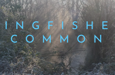 Kingfisher Common misty morning over stream